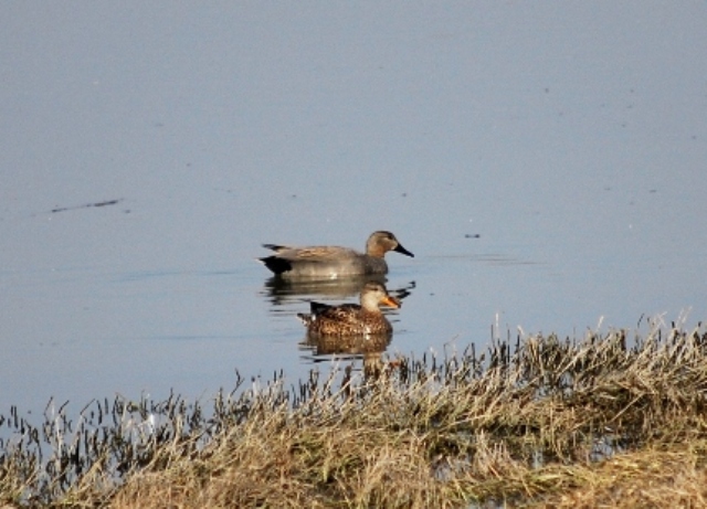 Canapiglia (Anas strepera)